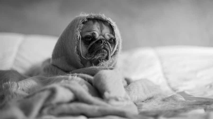 The image shows a close-up black and white portrait of a pug dog wrapped in a fluffy blanket, looking directly at the camera with a somber expression.